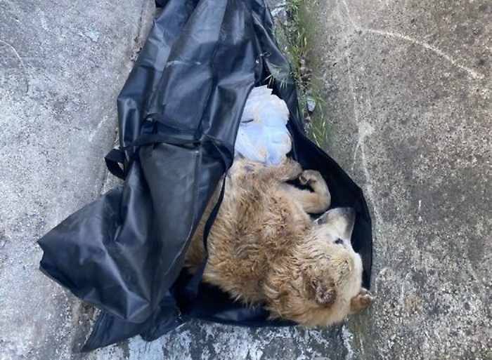 Cane abbandonato in un canale di scolo a Monreale