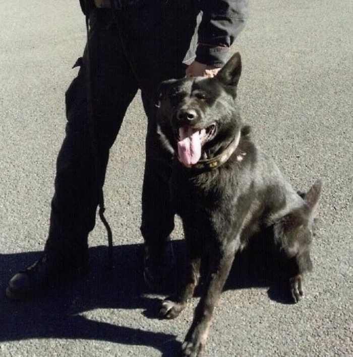 Morto il can Don in servizio nell'Unit&agrave; Cinofila dei carabinieri di Nicolosi