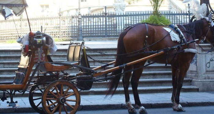 Cavallo morto per il caldo a Palermo