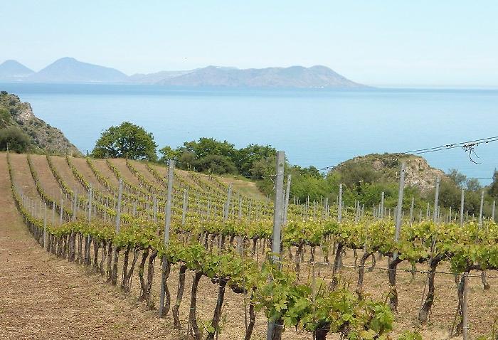 Consorzio-Mamertino_Messina-2