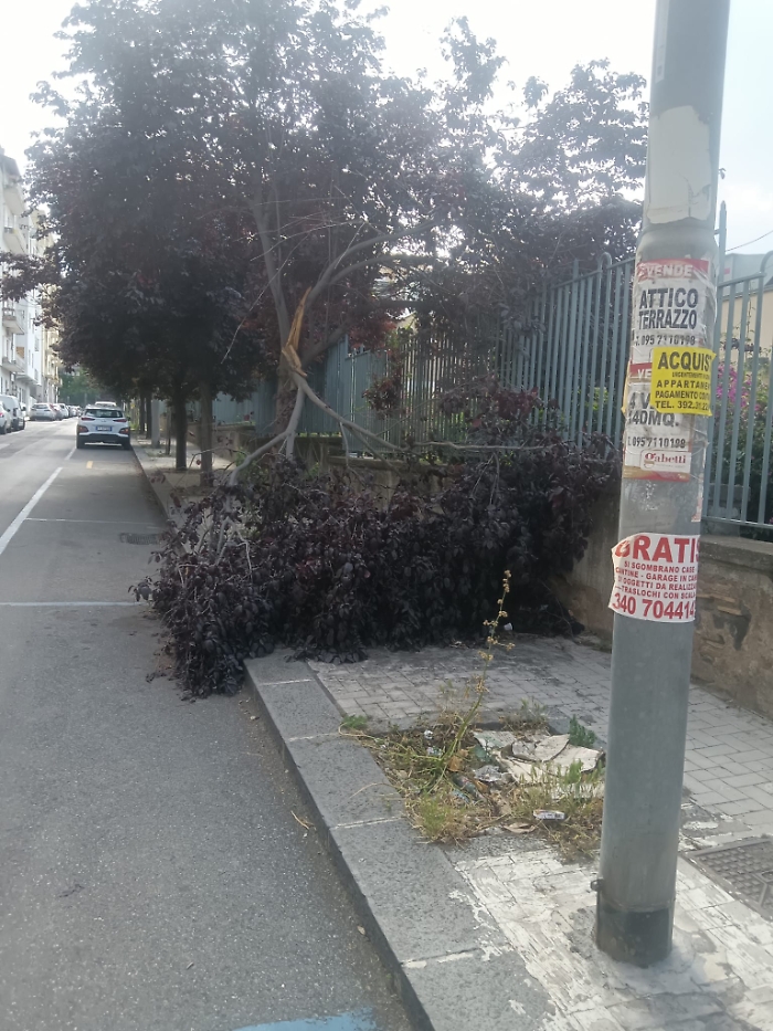 Via-Mogadiscio-adiacente-ospedale-Garibaldi-centro-da-molti-giorni-ramo-staccato-da-un-albero-impedisce-transito-delle-persone.-Di-chi-e-la-competenza1giugno-2023-.R.I