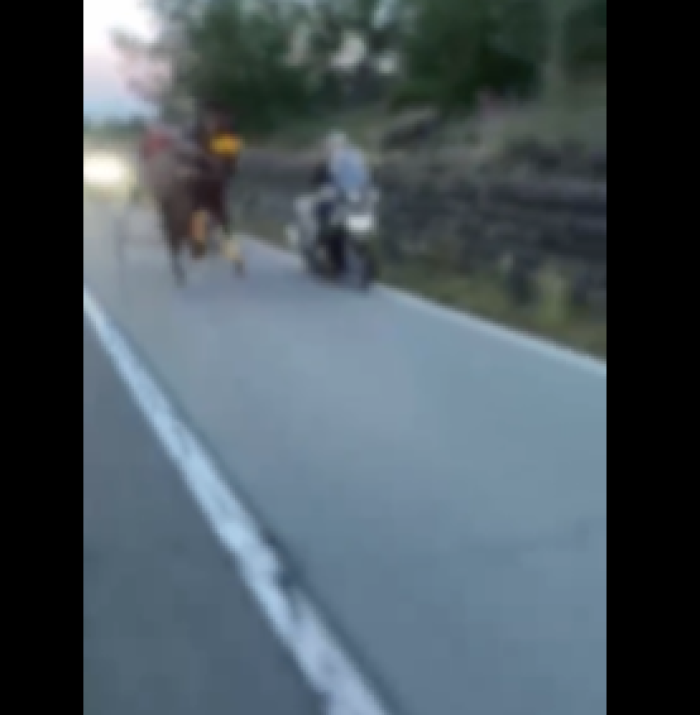 Corsa clandestina di cavalli sull'Etna