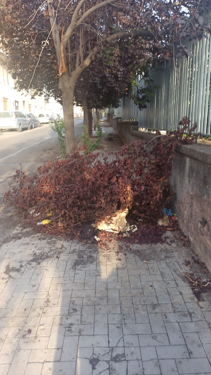 Catania-via-Mogadiscio-un-alberello-caduto-piu-di-un-mese-fa-ostruisce-il-passaggio-sul-marciapiede