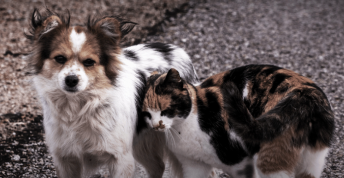 Cani e gatti
