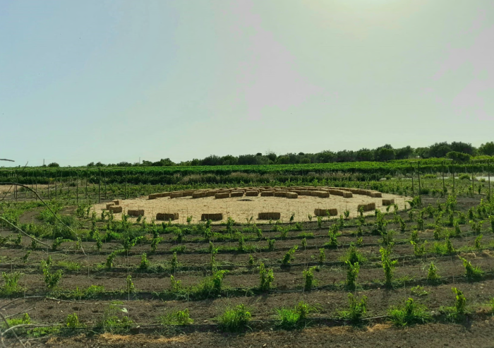 noto-vigneto-barbera-scacco