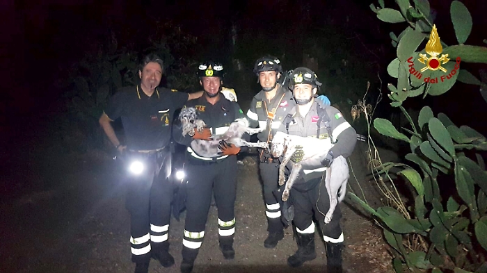 salvataggio cani setter messina