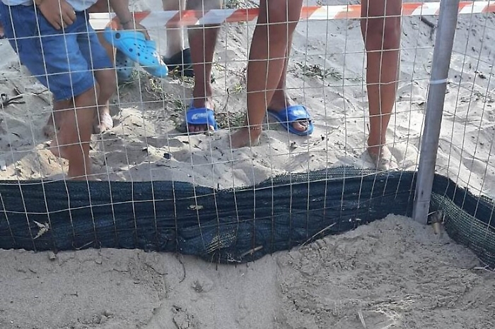 Tartarughine emergono dalla spiaggia di Pisciotto a Licata