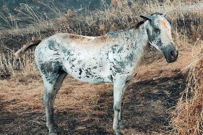 2a98cfc720f4248ad4a41722bfdbdd6c