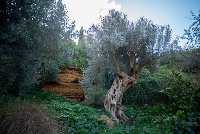 1727_giardino-della-kolymbethra