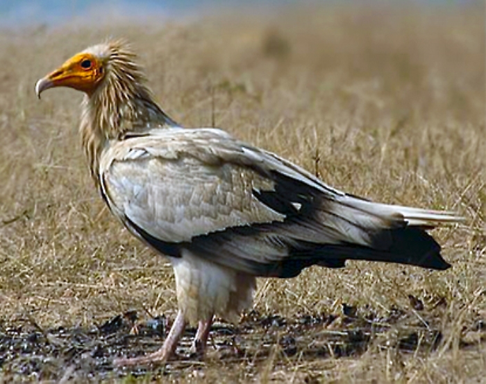 Esemplare di capovaccaio