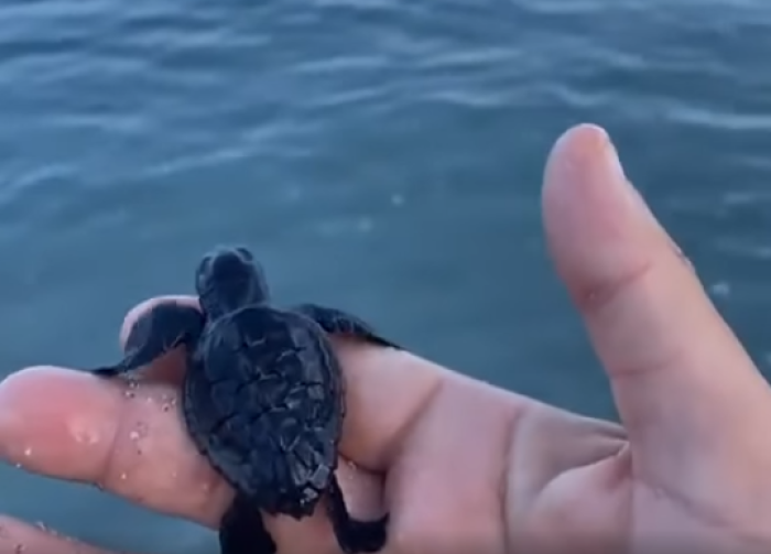 Caretta caretta a Isole delle Femmine