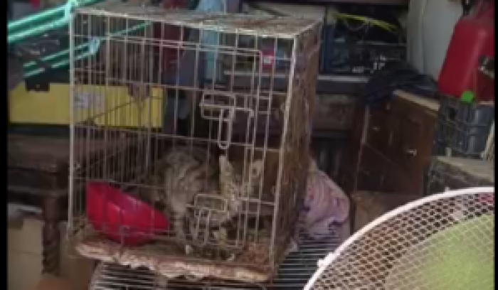 Cani e gatti Santa Croce