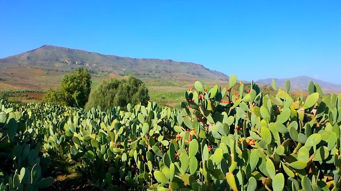 EbioScart Plus 2024 foto2