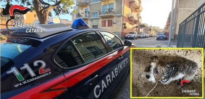 FOTO-salvataggio-soggetto-alterato-cane-picanello-CC-RMB-CT