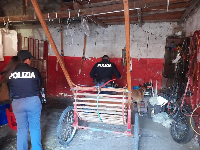 SCOPERTE-A-SAN-CRISTOFORO-7-STALLE-CLANDESTINE.-DENUNCIATI-E-SANZIONATI-I-PROPRIETARI-E-SEQUESTRATI-12-CAVALLI