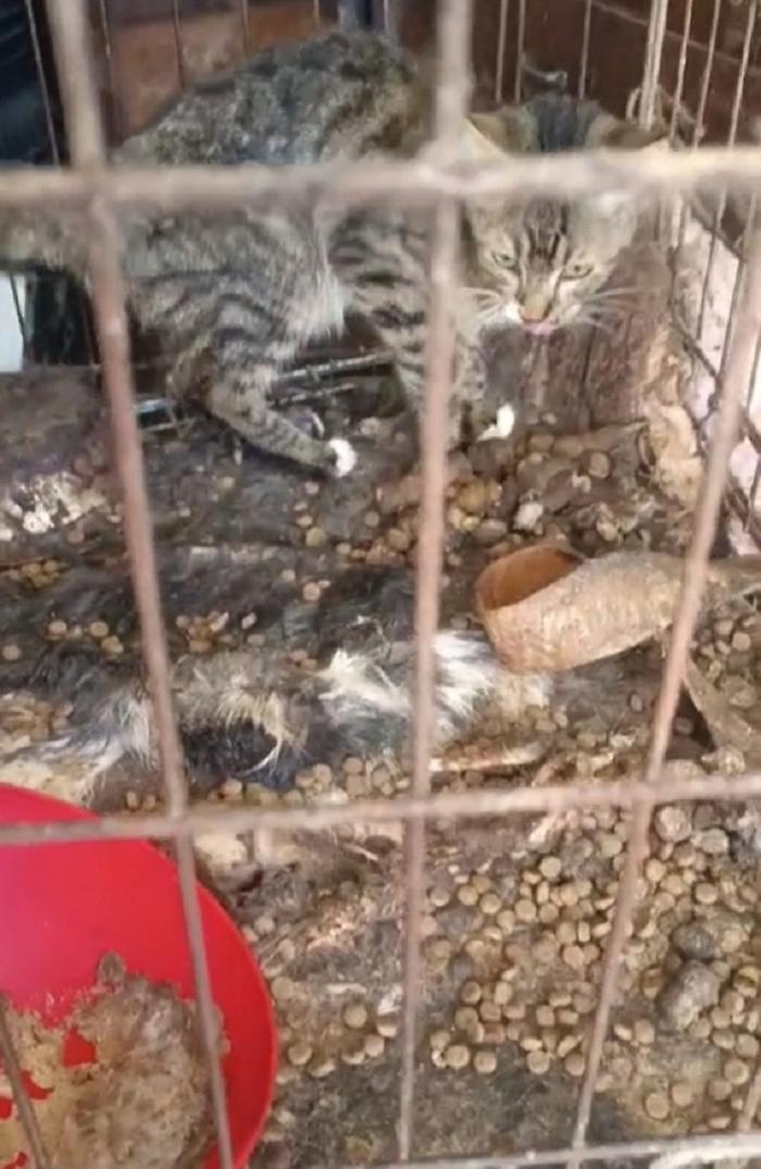 gatto-in-condizioni-igienico-sanitarie-pessime-insieme-ai-resti-di-un-altro-gatto