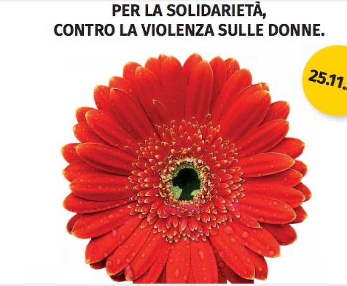 gerbera