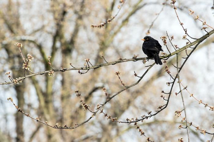 Winter weather in Krakow