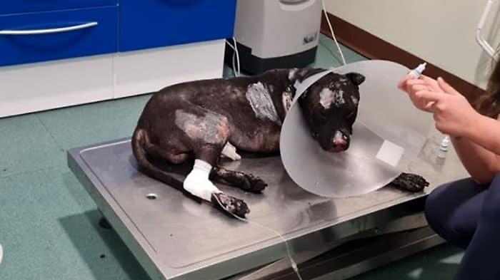 Cane-ricoverato-incendio-2