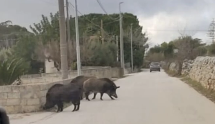 Cinghiali Modica