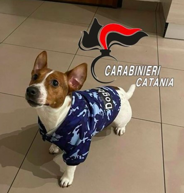 cane-mailon-salvato-dai-Cc-catania