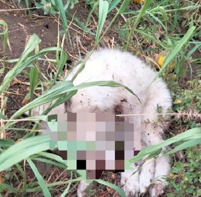 cane-sparato-a-Licata-1