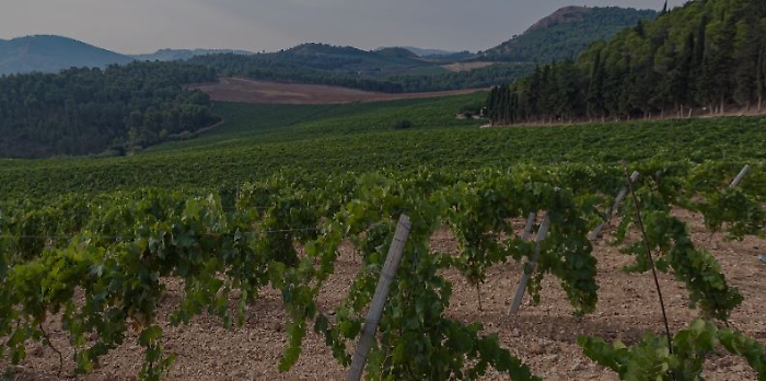 Quando il Sud investe al Nord. Una cooperativa siciliana ha il primato di ettari vitati in Italia