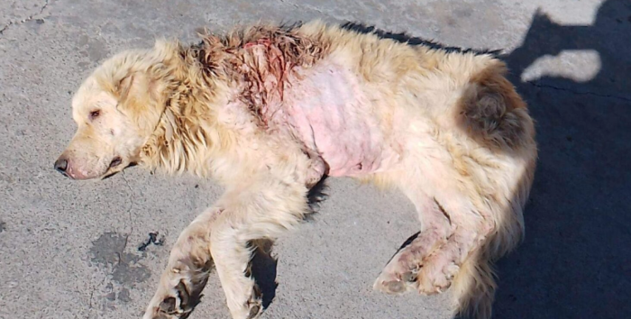 Cane sparato a Comiso