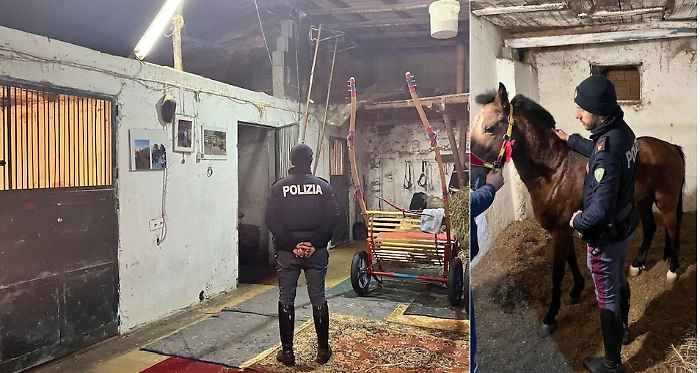PICANELLO, RINCHIUDE UN CAVALLO IN UN BOX ANGUSTO E BUIO, 51ENNE DENUNCIATO DALLA POLIZIA DI STATO - 2