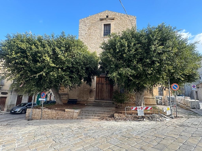 I-ficus-prima-dello-sradicamento