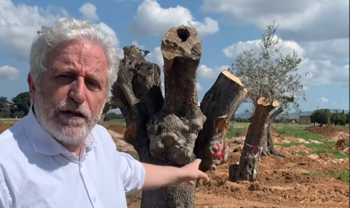 Ulivi secolari Cutello