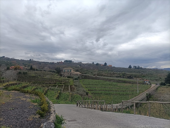 Vigneti-nella-zona-di-Passopisciaro-Castiglione-di-Sicilia