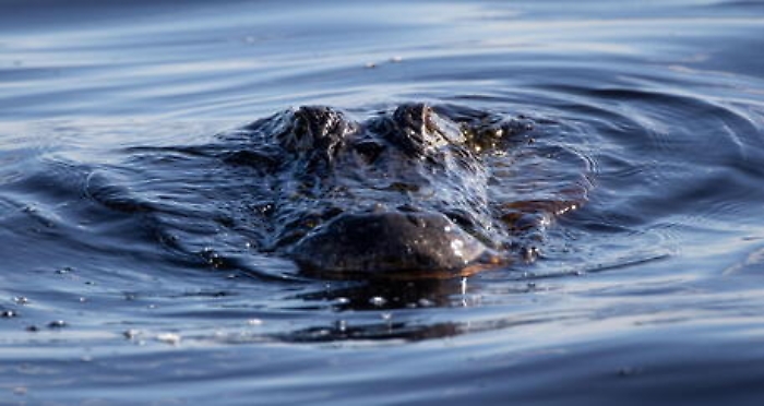 Common alligaor in the waters at Kennedy Space Center