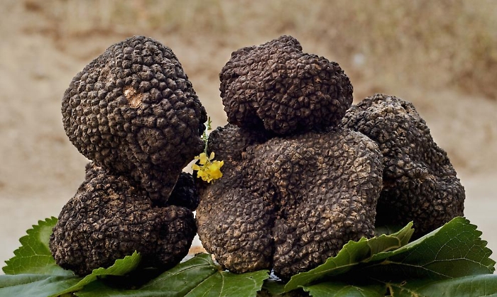 Il tartufo siciliano foto