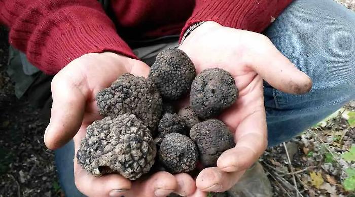 Il tartufo siciliano