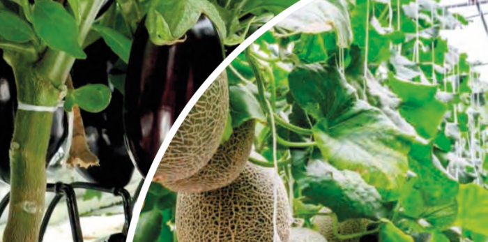 Portinnesti innovativi