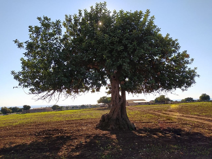 Un albero di carrubo