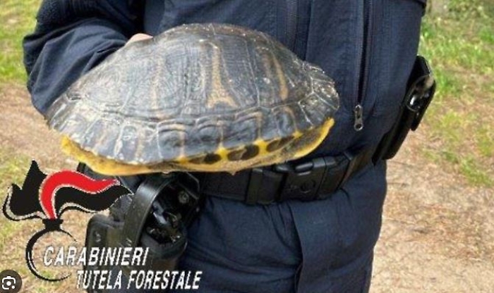 tartaruga