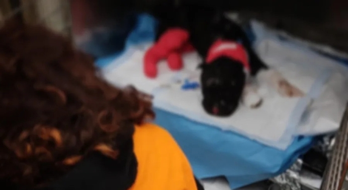 7869258_13093445_cane_palermo_morto_aron