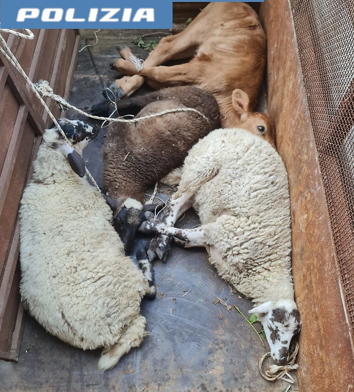 ANIMALI-TRASPORTATI-SENZA-AUTORIZZAZIONE-E-IN-CONDIZIONI-PIETOSE-DENUNCIATO-DAGLI-AGENTI-DI-ADRANO-UN-38ENNE-DI-TORTORICI-3