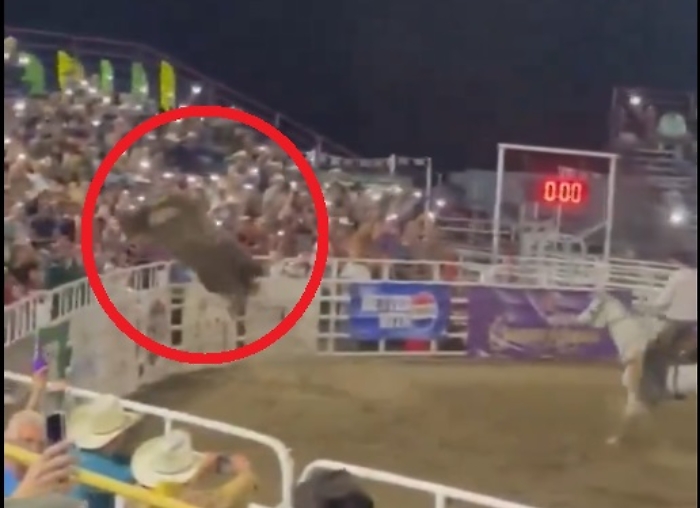 Immagine 2024-06-11 162628