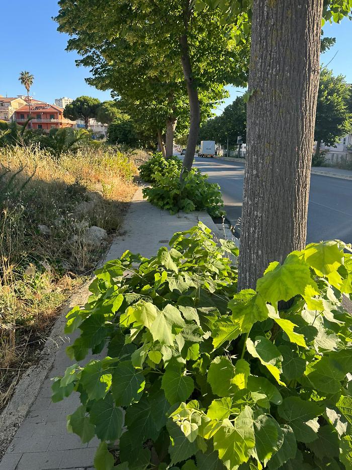 La situazione in viale Colajanni 2