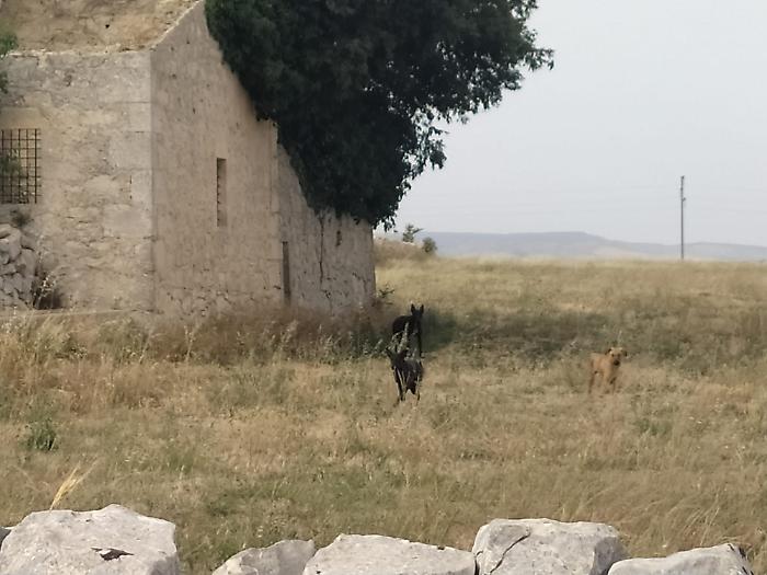 La zona interessata dalla presenza dei randagi