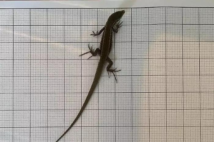 a16dba61191c54c5b673faae8eec01b2