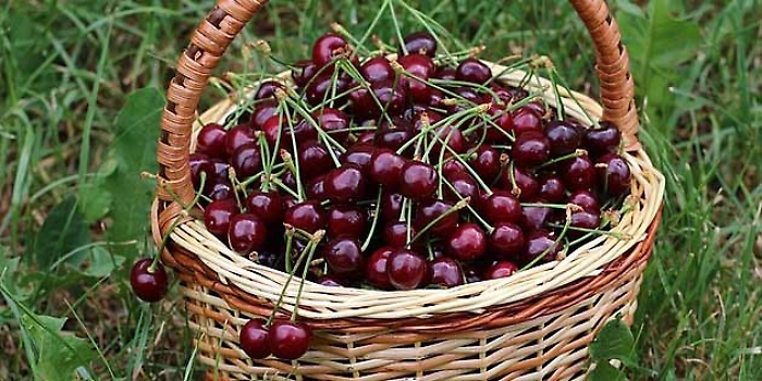 sagra-ciliegie-chiusa-sclafani