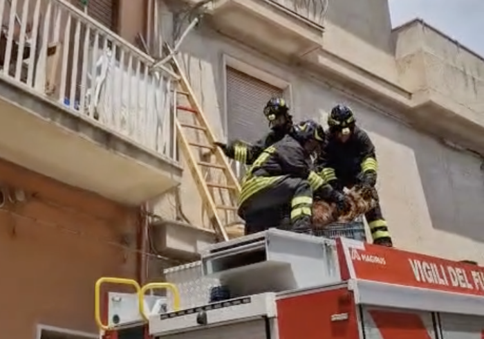 Cane salvato dai vigili del fuoco