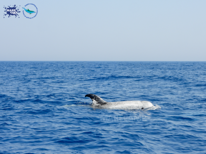 Grampo 3 Marecamp 110724