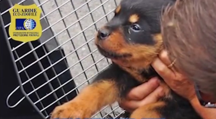 Immagine 2024-07-12 124646