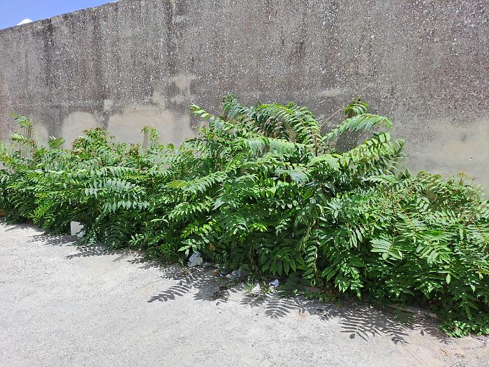 Le erbacce in via Mario Spadola 3
