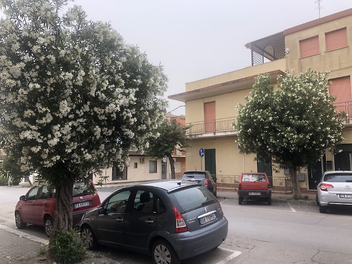 OLEANDRI IN VIA DUCA DEGLI ABRUZZI
